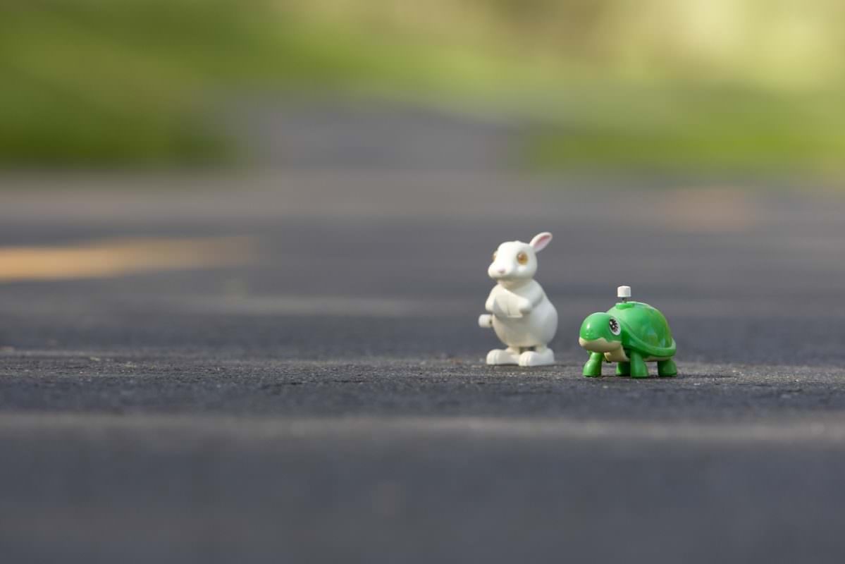 tortoise toy ahead of a hare toy